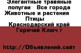 Элегантные травяные попугаи - Все города Животные и растения » Птицы   . Краснодарский край,Горячий Ключ г.